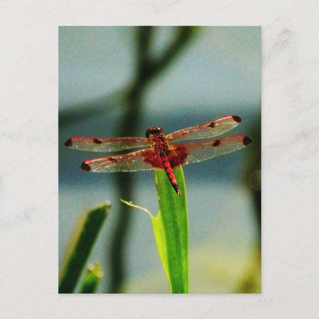 Spotted  Red and Black Dragonfly Postcard (Front)