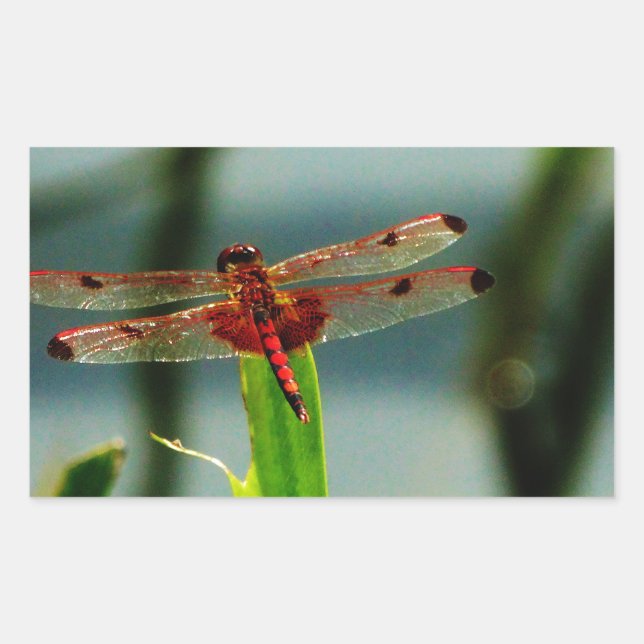 Spotted  Red and Black Dragonfly Rectangular Sticker (Front)
