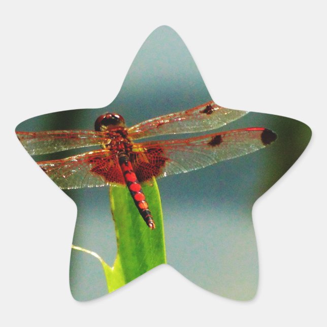 Spotted  Red and Black Dragonfly Star Sticker (Front)