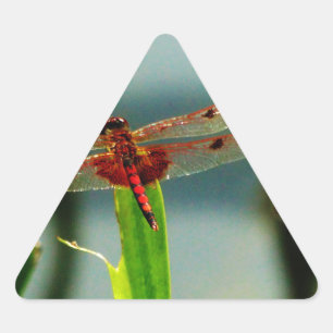 Spotted  Red and Black Dragonfly Triangle Sticker