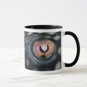 Spotted Royal Preko (Panaque Nigrolineatus) Mug
