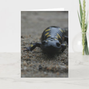 Spotted Salamander Card