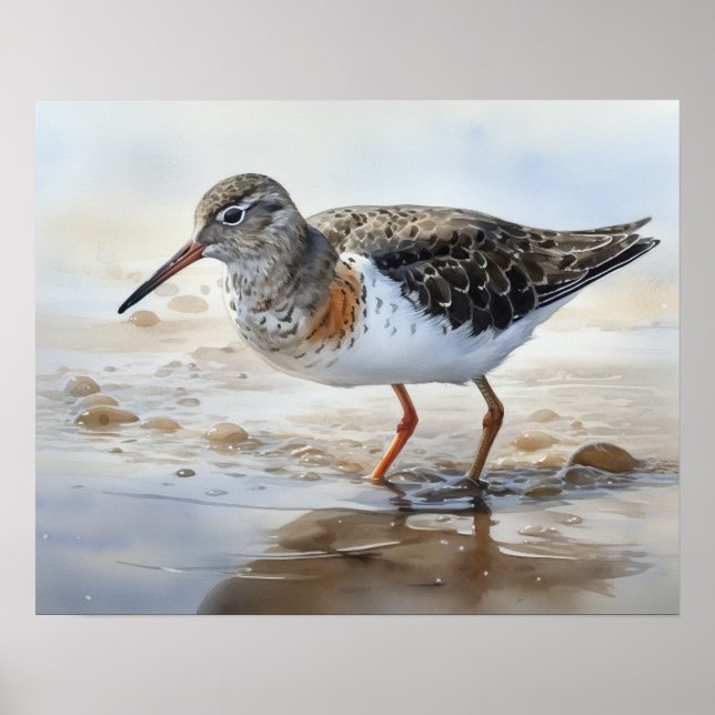 Spotted Sandpiper Bird Art Print Poster (Front)