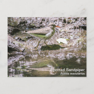 Spotted Sandpiper Postcard