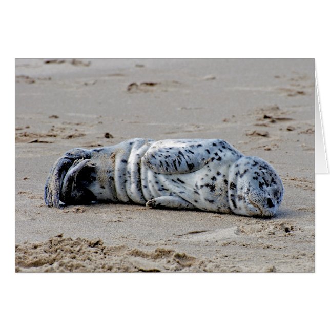 Spotted Sea Lion Pup (Front Horizontal)