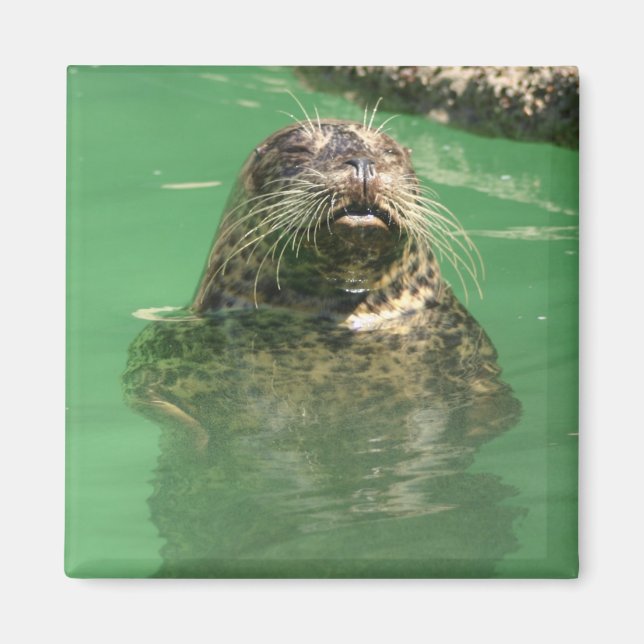 spotted seal magnet (Front)
