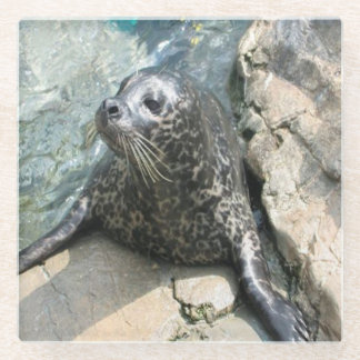 Spotted Seal Photo Square Glass Coaster