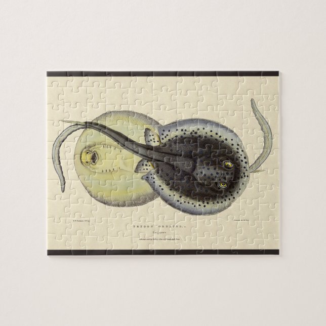 Spotted Stingrays, Vintage Marine Ocean Animals Jigsaw Puzzle (Horizontal)