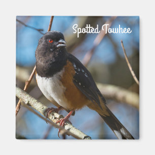 Spotted Towhee Magnet