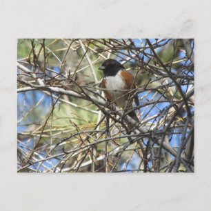 Spotted Towhee Postcard