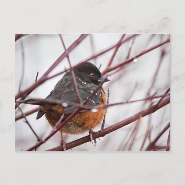 Spotted Towhee Postcard (Front)