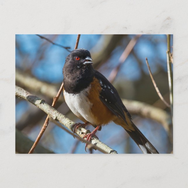 Spotted Towhee Postcard (Front)