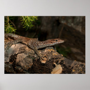 Spotted Tree Monitor Poster