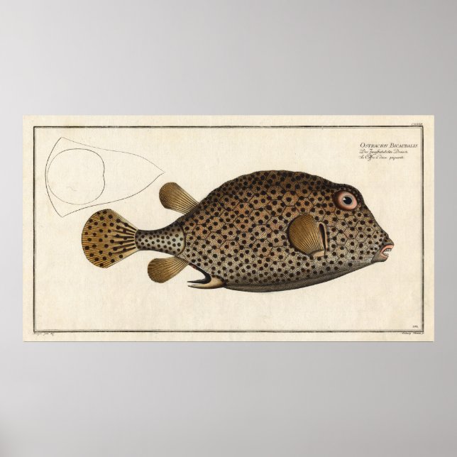 Spotted Trunk Fish Vintage Block Print (Front)