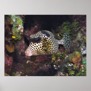 Spotted Trunkfish Poster