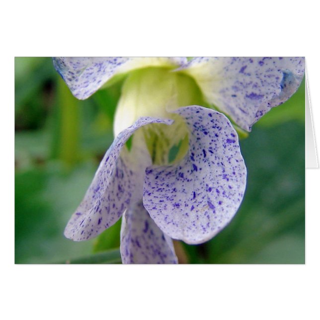 Spotted Violet (Front Horizontal)