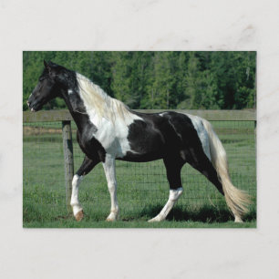 Spotted Walker Postcard