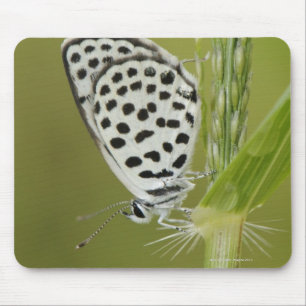 Spotted white butterfly resting on grass stem, mouse pad