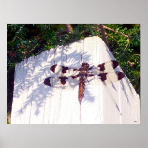 Spotted Winged Dragonfly Poster