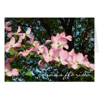 spray of pink dogwood "cornus florida"