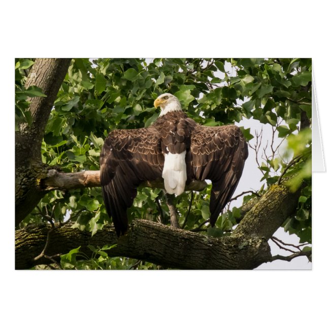 Spread Eagle (Front Horizontal)