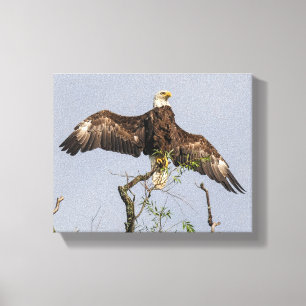 Spread Eagle Canvas Print