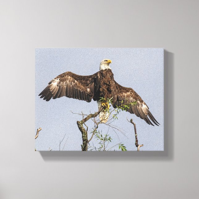 Spread Eagle Canvas Print (Front)