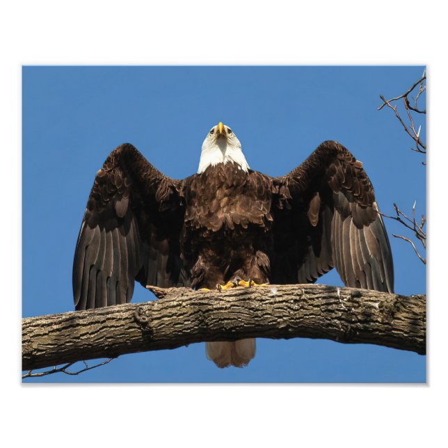 Spread Eagle Photo Print (Front)