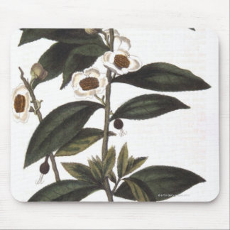 Sprig of tea bush mouse pad