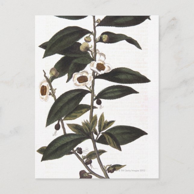 Sprig of tea bush postcard (Front)