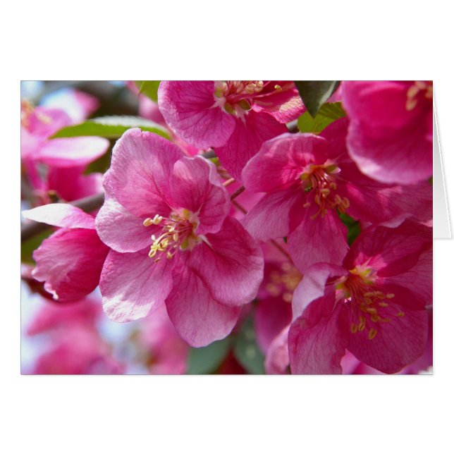 Spring (Front Horizontal)