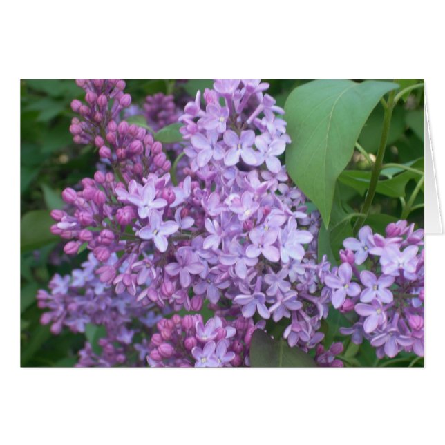 Spring 4 (Front Horizontal)