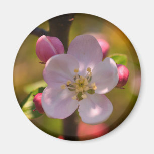 Spring Apple Blossom Magnet