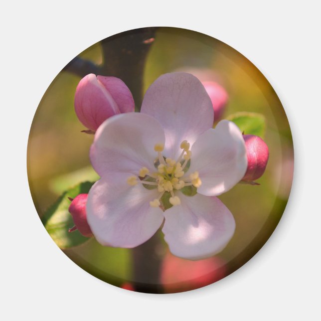 Spring Apple Blossom Magnet (Front)