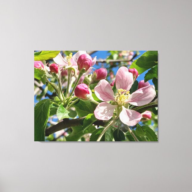 Spring Apple Blossoms Canvas Print (Front)