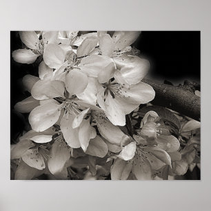 Spring Apple Flower Blossoms In Black And White Poster