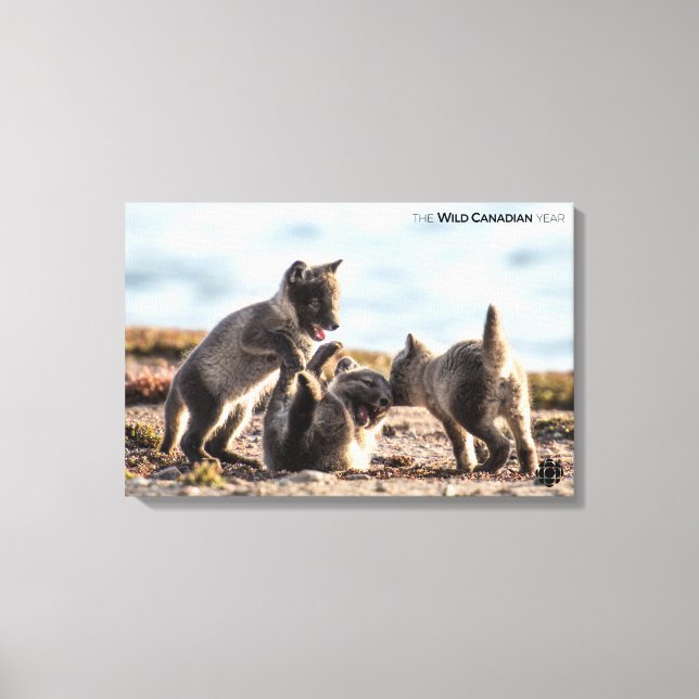Spring - Arctic Fox Canvas Print (Front)