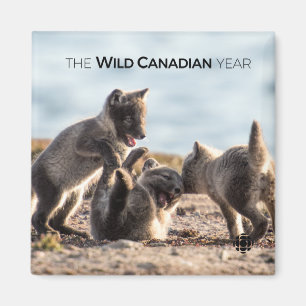 Spring - Arctic Fox Magnet