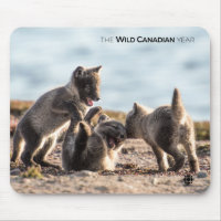 Spring - Arctic Fox