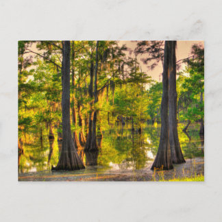 Spring At The Bayou Postcard