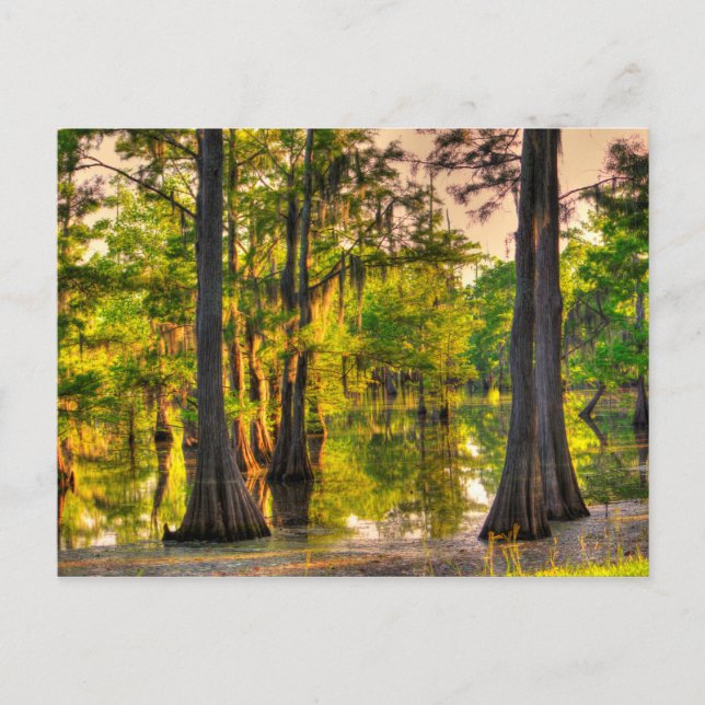 Spring At The Bayou Postcard (Front)