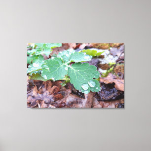 Spring awakening , rainy days canvas print