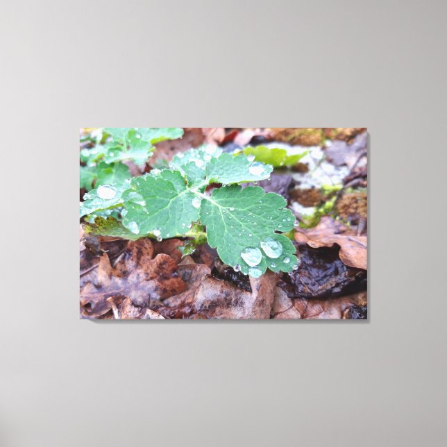 Spring awakening , rainy days canvas print (Front)