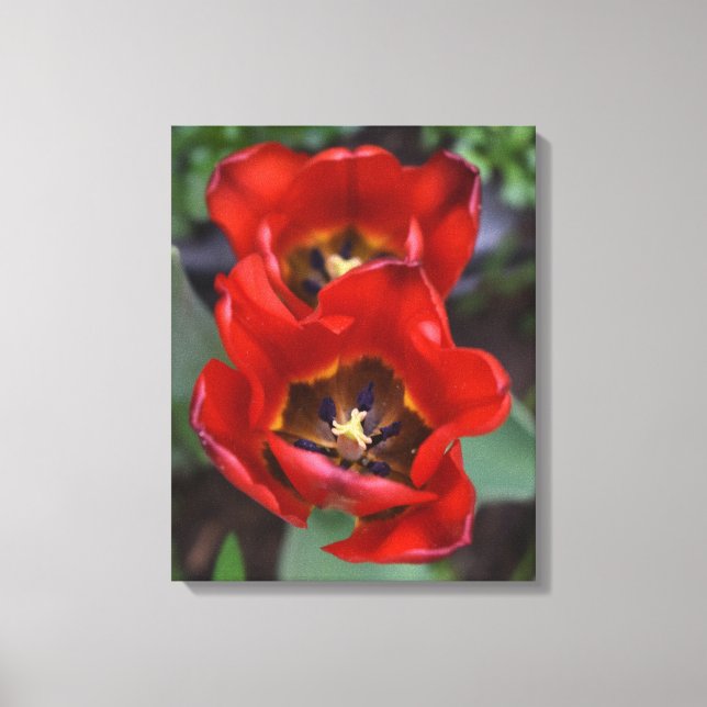Spring awakening , Tulips Canvas Print (Front)