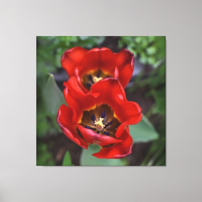 Spring awakening , Tulips Canvas Print (Front)