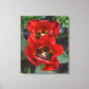 Spring awakening , Tulips Canvas Print