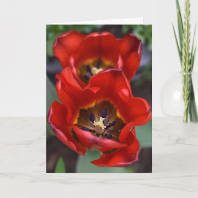 Spring awakening , Tulips Card (Front)