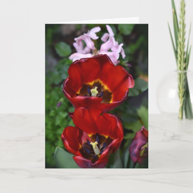 Spring awakening , Tulips Card (Front)