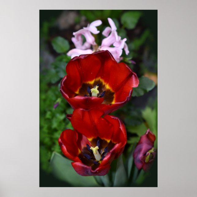 Spring awakening, Tulips Poster (Front)