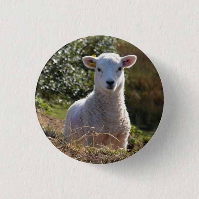 Spring Baby Lamb Button / Badge (Front)